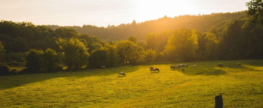 farm sales