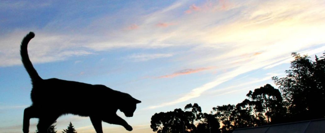 cat bond