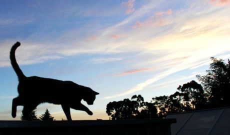 cat bond