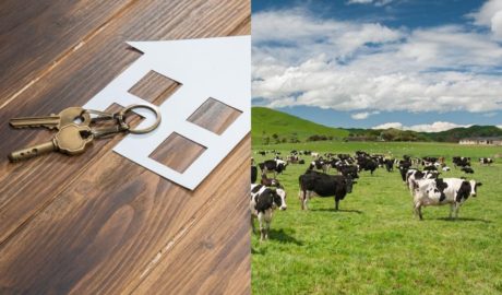 Dairy farm sales