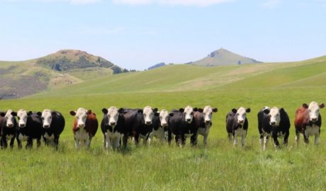 Southern Wide Real Estate Otago