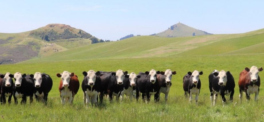 Southern Wide Real Estate Otago
