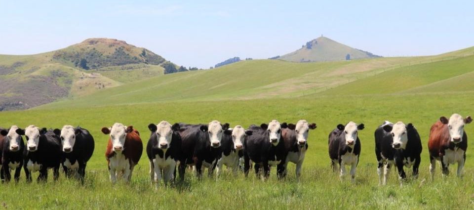 Southern Wide Real Estate Otago