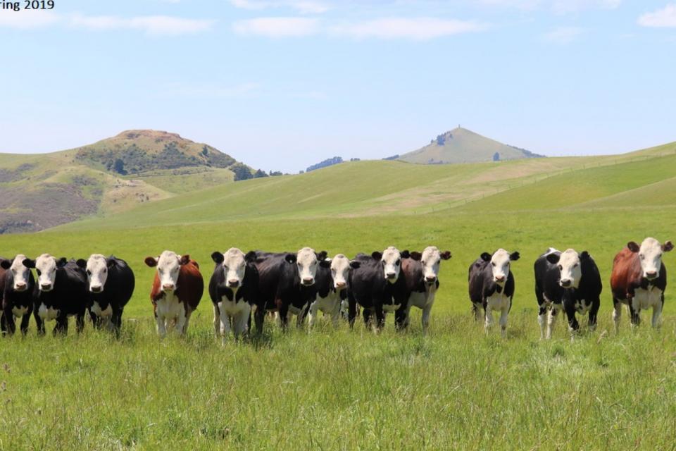 Southern Wide Real Estate Otago