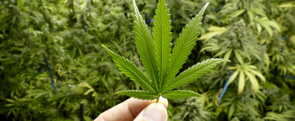Cannabis