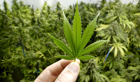 Cannabis