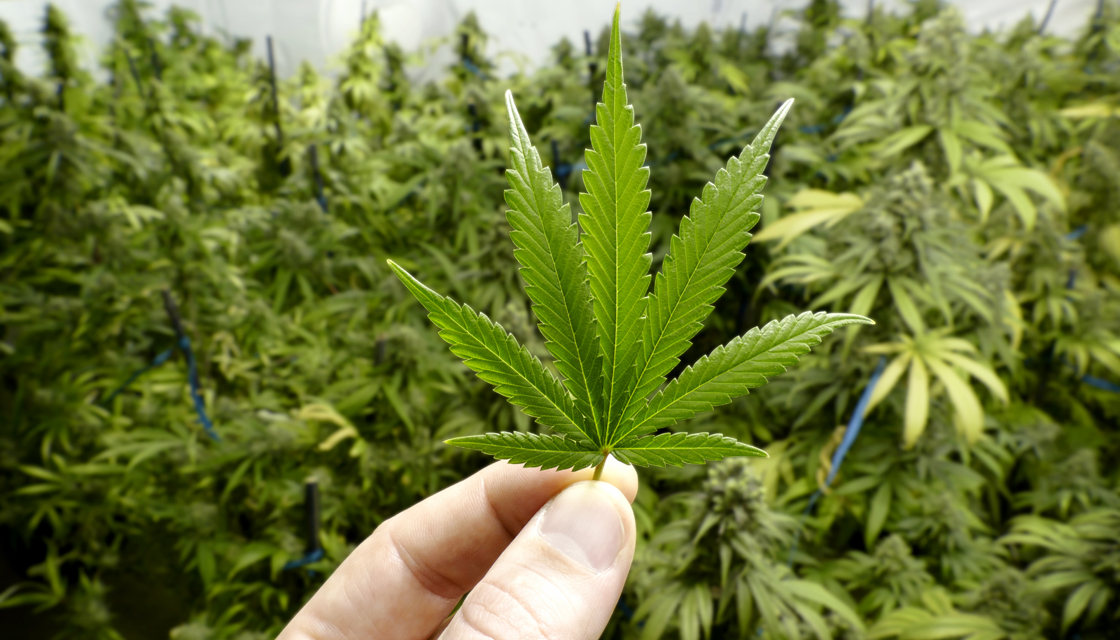 Cannabis