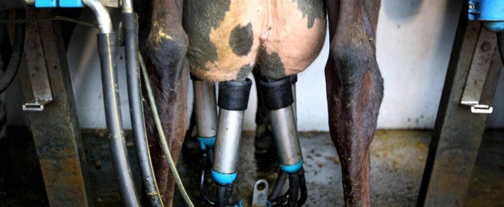 dairy farm