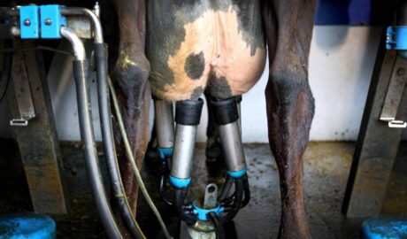 dairy farm