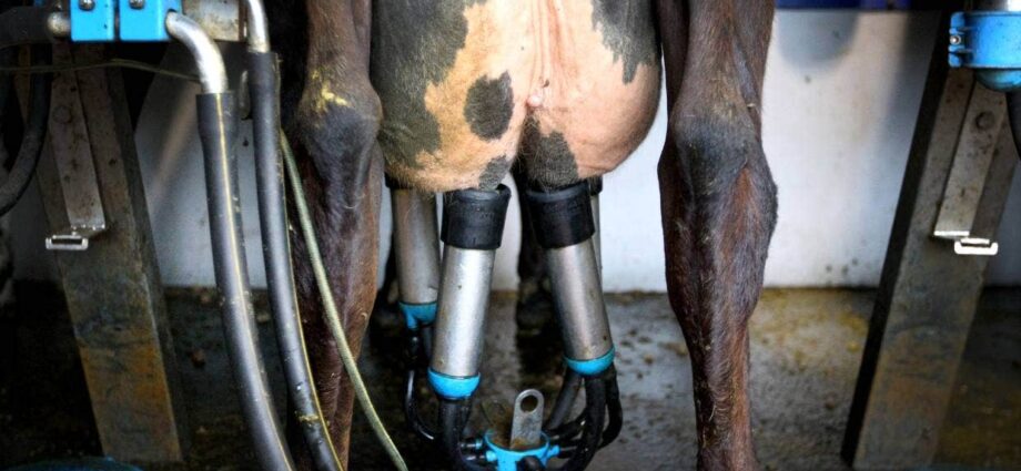 dairy farm
