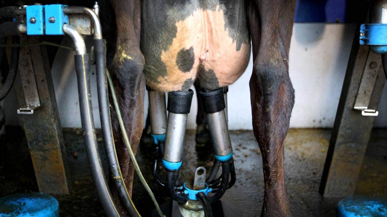 dairy farm