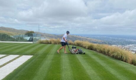 best lawn in NZ