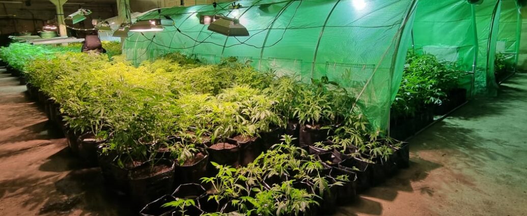 Southern Medicinal cannabis crops