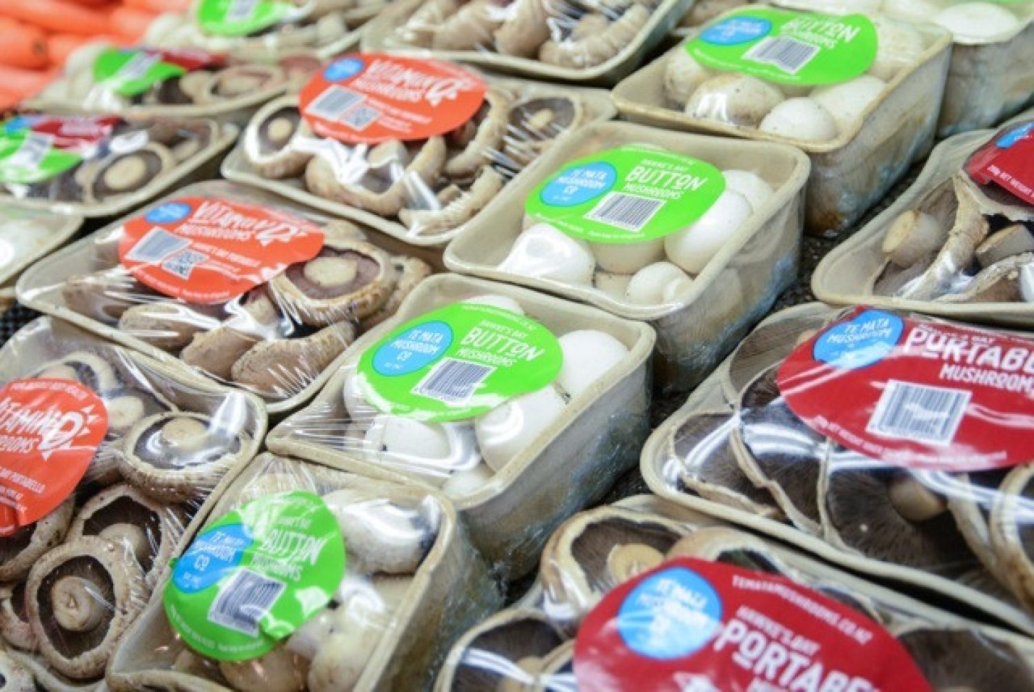 Te Mata Mushrooms