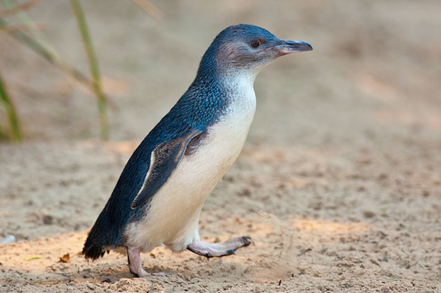 little blue penguins