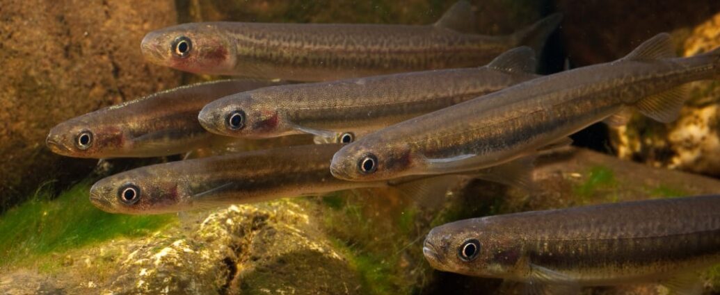 whitebait farming
