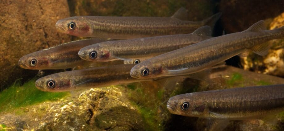 whitebait farming