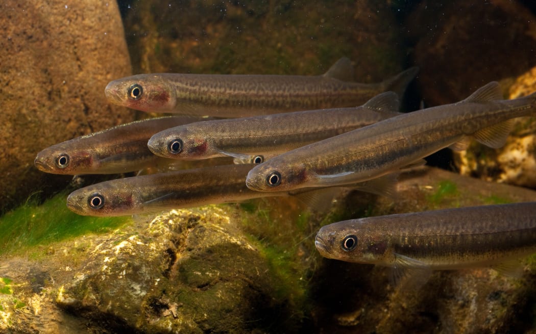 whitebait farming