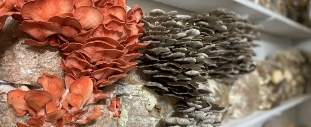 Pink and grey oyster mushrooms