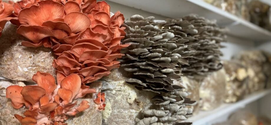 Pink and grey oyster mushrooms