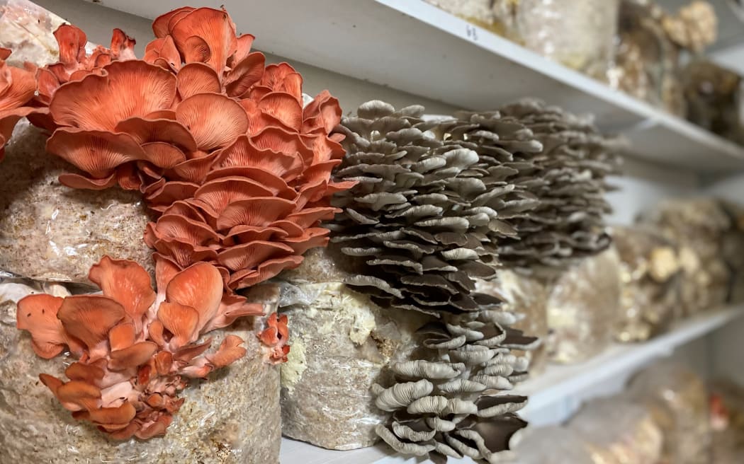 Pink and grey oyster mushrooms