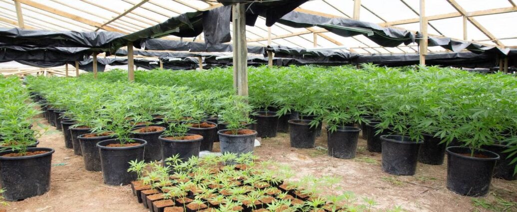 Cannabis Plantations