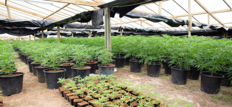 Cannabis Plantations