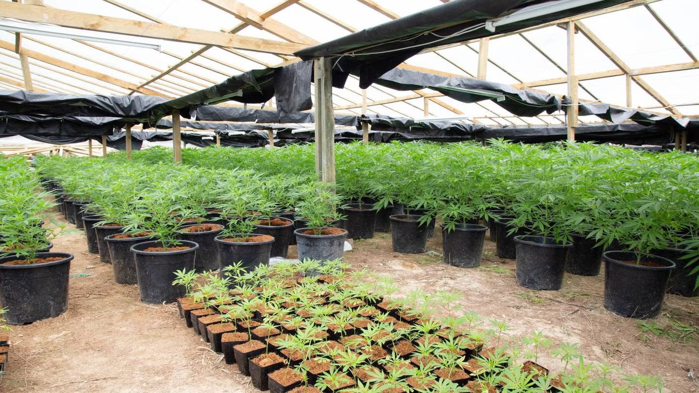 Cannabis Plantations