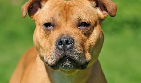 Staffordshire bull terrier