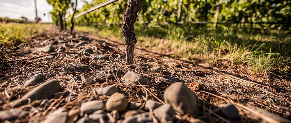 Gimblett Gravels