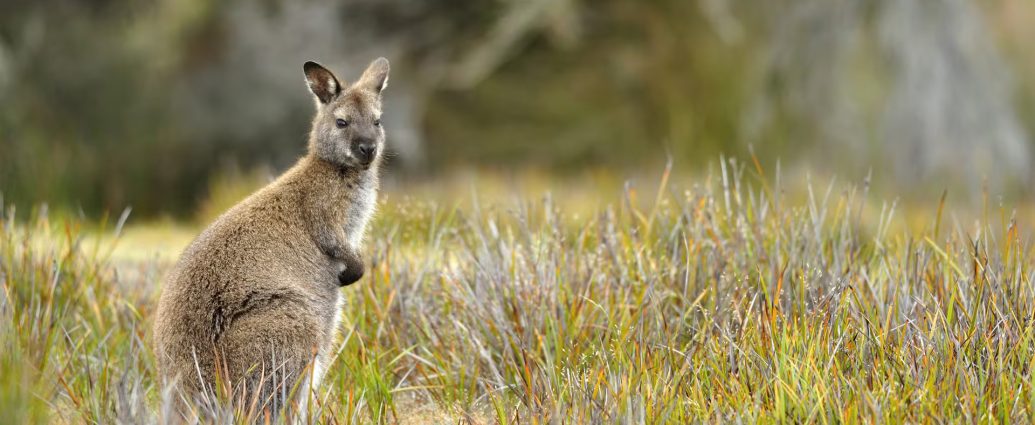 Wallabies