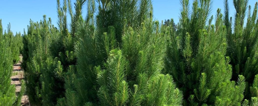 Christmas tree farmer
