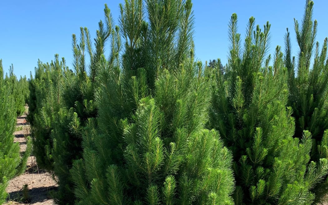 Christmas tree farmer