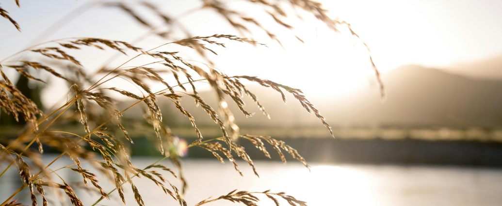 Photo by Nathan Cowley: https://www.pexels.com/photo/close-up-photo-of-wheat-2463936/