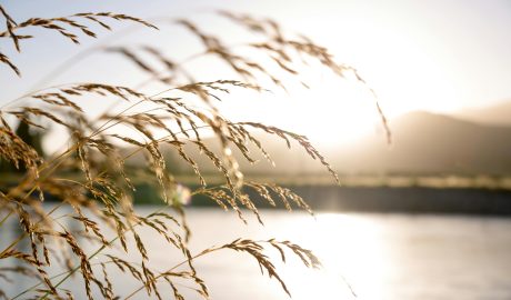 Photo by Nathan Cowley: https://www.pexels.com/photo/close-up-photo-of-wheat-2463936/