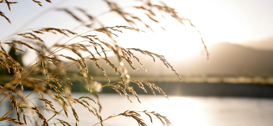 Photo by Nathan Cowley: https://www.pexels.com/photo/close-up-photo-of-wheat-2463936/
