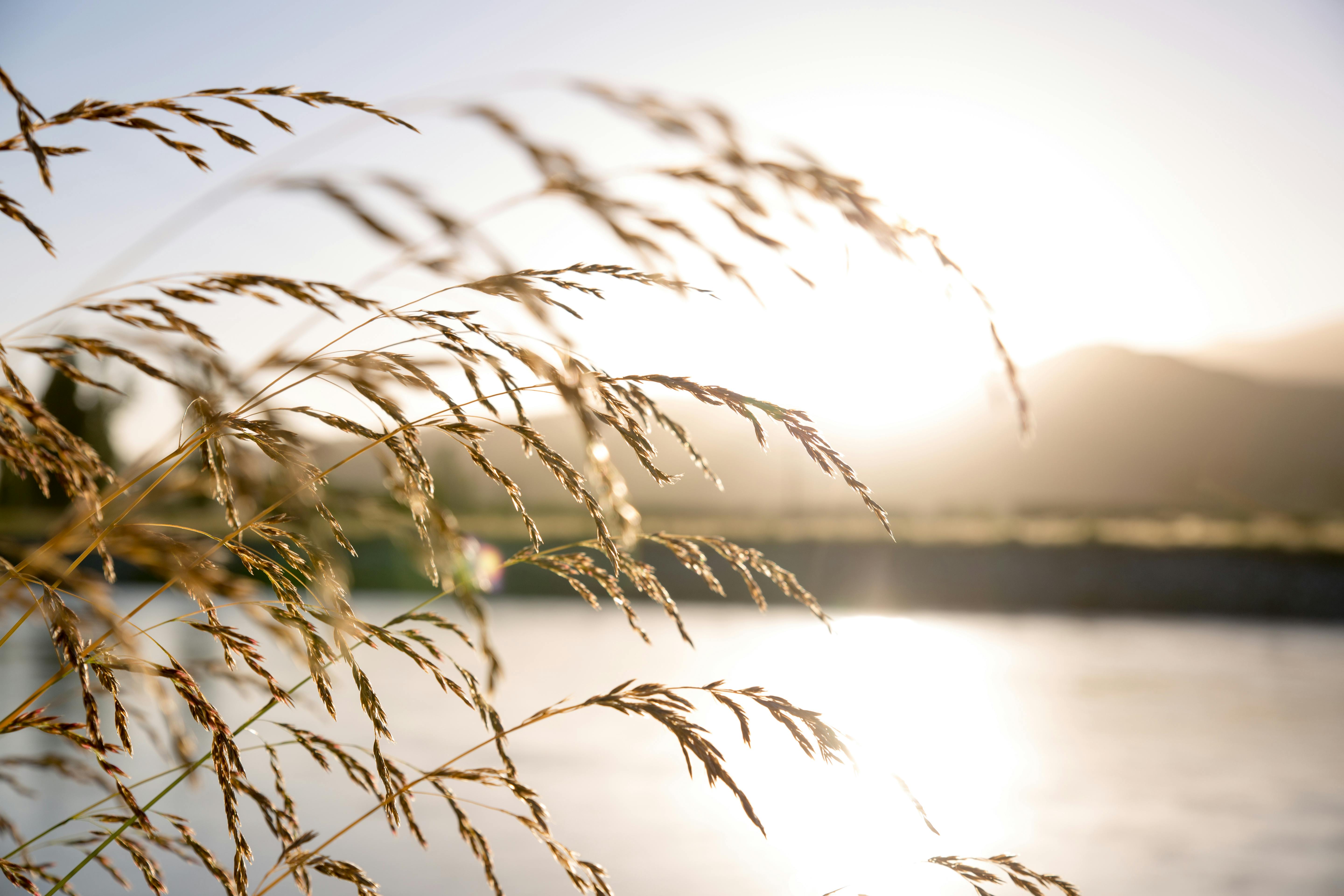 Photo by Nathan Cowley: https://www.pexels.com/photo/close-up-photo-of-wheat-2463936/