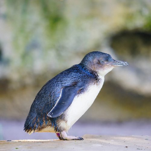 Penguin