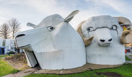 Tīrau's Iconic Sheep Buildings